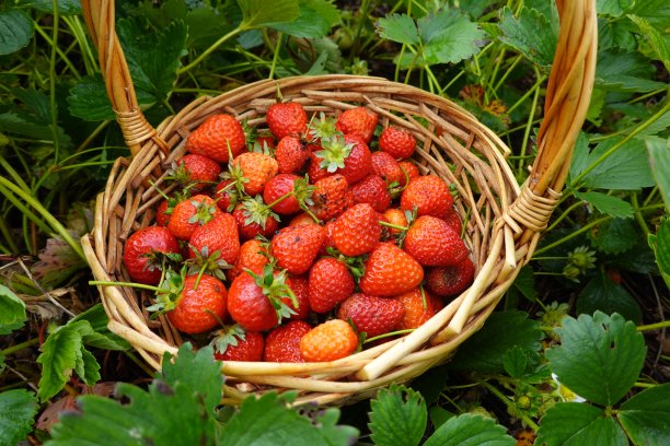 在花园里收获草莓，在家里种植草莓。柳条篮子里装着收获的草莓。图片下载