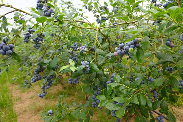 蓝莓栽培，蓝莓成熟，蓝莓果实，蓝莓种植，果实采摘图片下载