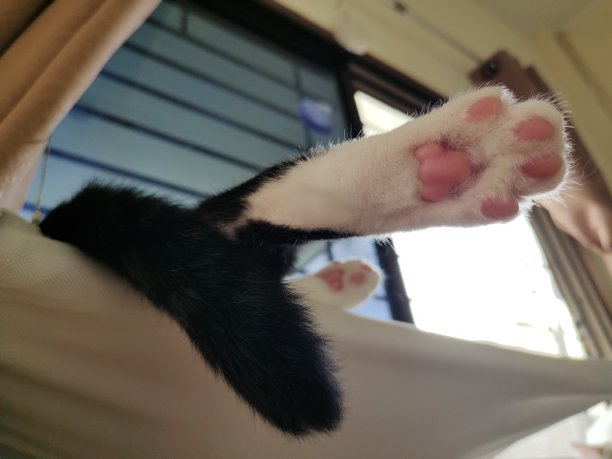 一只猫脚正睡在挂在窗户上的吊床上。图片下载