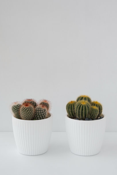 白色的桌子上放着两个插在白色花盆里的仙人掌。图片下载