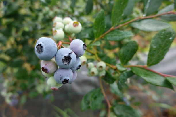 蓝莓栽培，蓝莓成熟，蓝莓果实，蓝莓种植，果实采摘图片下载