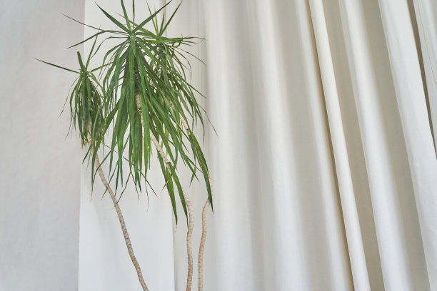 室内是白色的现代极简主义风格，在起伏的窗帘的背景上有一棵棕榈树。布局插图与空间复制。高质量照片图片下载