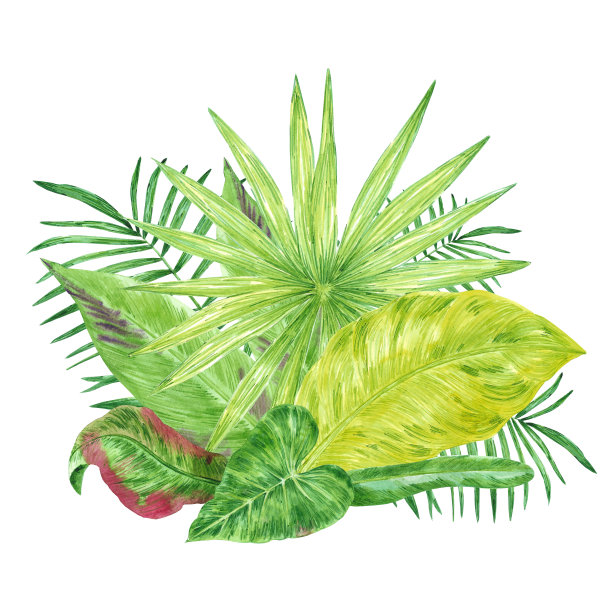 手绘水彩绿色热带树叶组成孤立的白色背景。可用于明信片、标签、横幅设计。图片下载