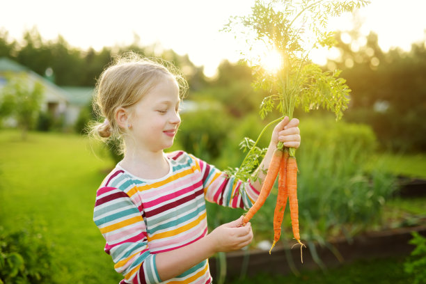 可爱的小女孩拿着一束新鲜的有机胡萝卜。孩子在花园里收割蔬菜。适合小孩的新鲜健康食品。图片下载