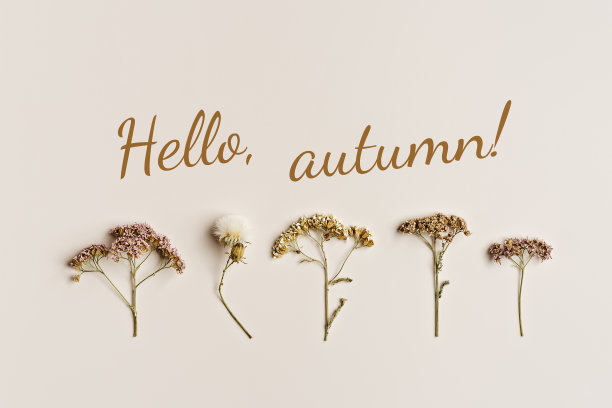 秋天，秋天的概念。在米色背景上用干燥的野花组成的极简秋天，文字你好秋天，静物中性色，极简风格的自然森林花朵平铺图片下载