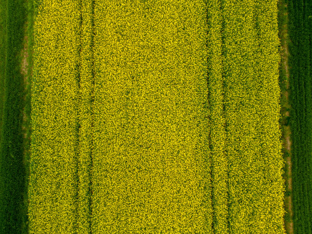 油菜地的鸟瞰图图片下载