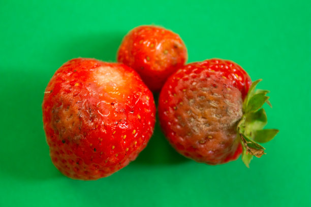 腐烂草莓的特写照片图片下载