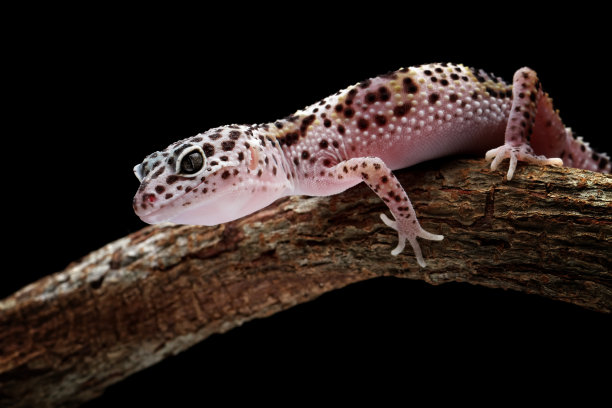 豹壁虎蜥蜴全长身体图片下载