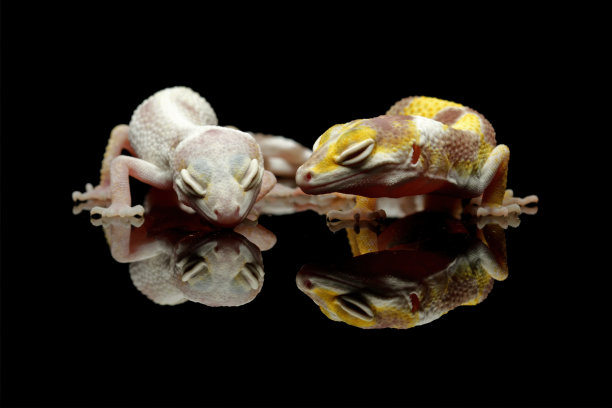 豹壁虎蜥蜴图片下载