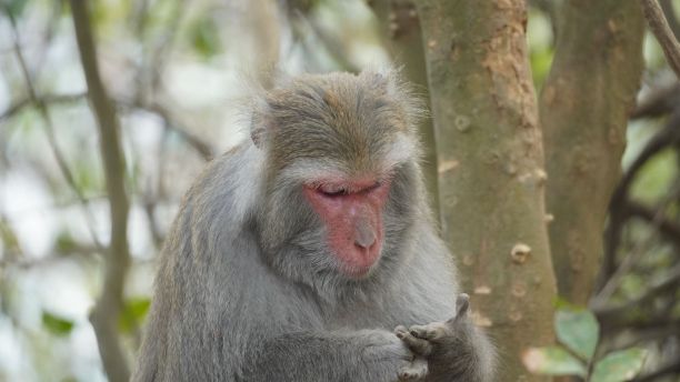 一只非常可爱的红脸猴子坐在树林里图片下载