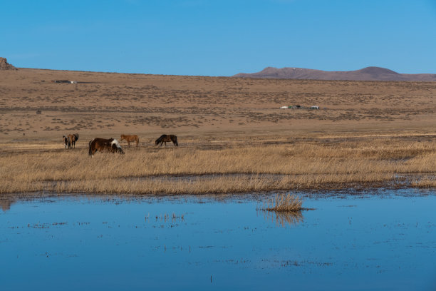蒙古国中部呼格努-塔尔纳国家公园的野生动物景观图片下载
