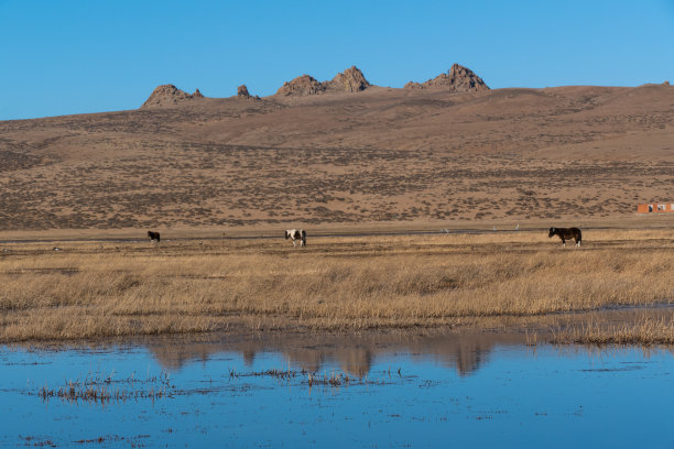 蒙古国中部呼格努-塔尔纳国家公园的野生动物景观图片下载