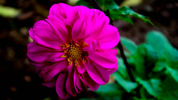 美丽和令人惊叹的粉红色大丽花图片下载