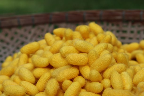 茧中的丝。图片下载