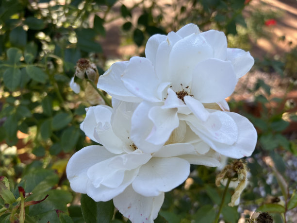 花- Rosa ' climb Iceberg'图片下载