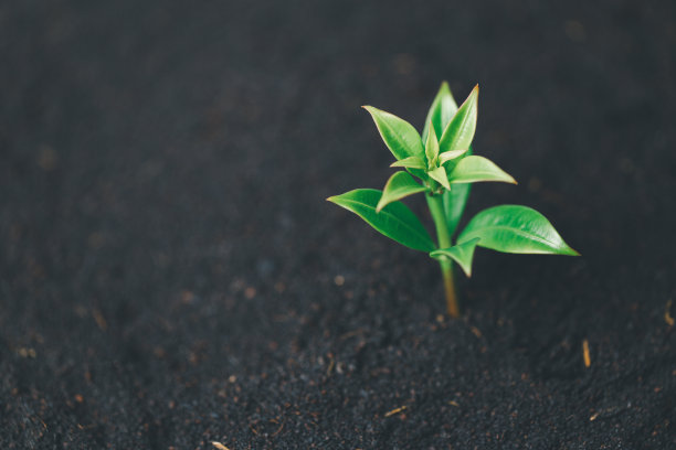 硬币树生长与土壤背景。货币植物金融投资理念成功。一棵手持的硬币树象征着商业增长和生态商业在自然中种植金钱。图片下载