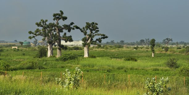 宏伟的猴面包树的宏伟图片下载
