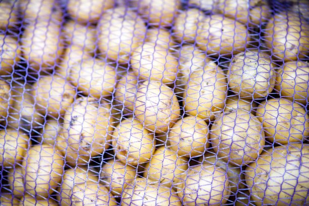 白色的土豆排成格子，买土豆过冬图片下载