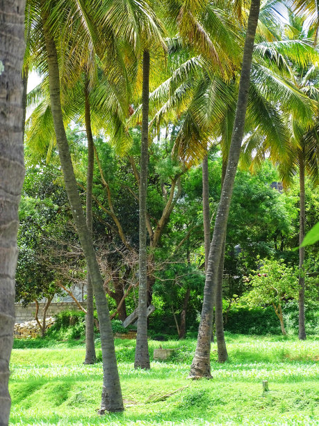 繁茂的树冠图片下载