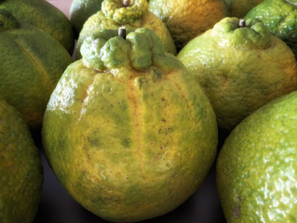 庞坎橘子背景水果照片图片下载