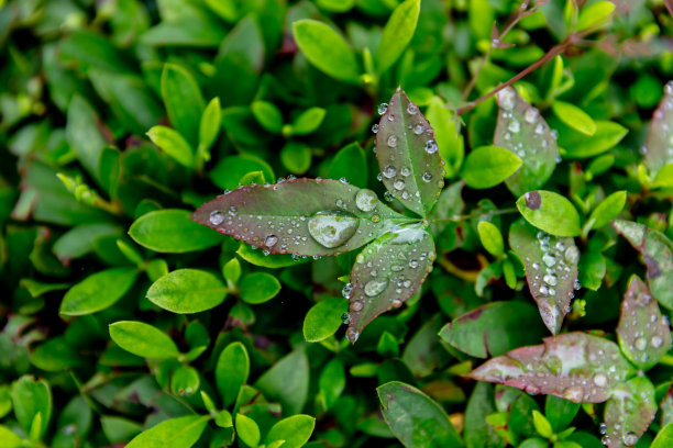 带露珠的新鲜绿叶特写。自然背景图片下载