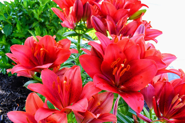 花朵和色彩的爆炸图片下载