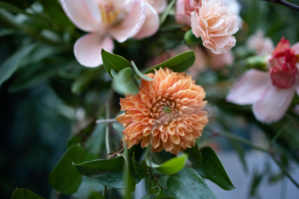 鲜花仪式设计：玫瑰、蜡烛、蛋糕等婚礼装饰图片下载