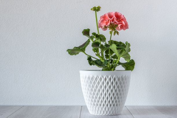 室内植物天竺葵与精致的粉红色的花在花盆在木制架子上白色的背景。图片下载