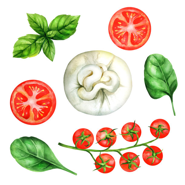 布拉塔奶酪配西红柿和香草。水彩插图图片下载