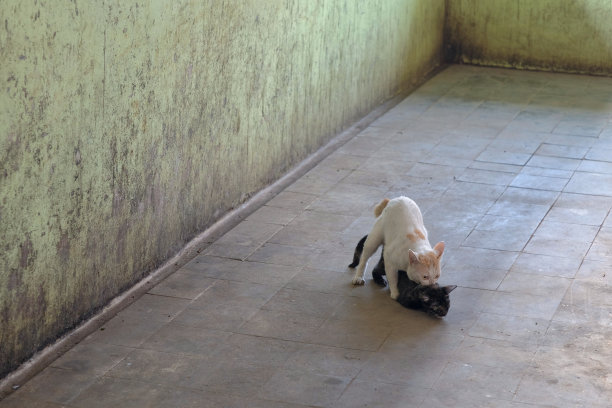 被忽视的流浪猫正在交配图片下载