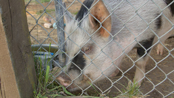 农场围栏里的猪，围栏后面的哺乳动物，污染了猪肉农业图片下载
