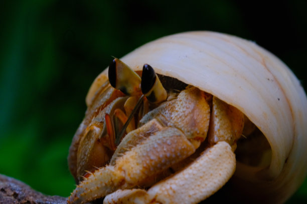 一只寄居蟹躲在白色贝壳后面的特写镜头图片下载