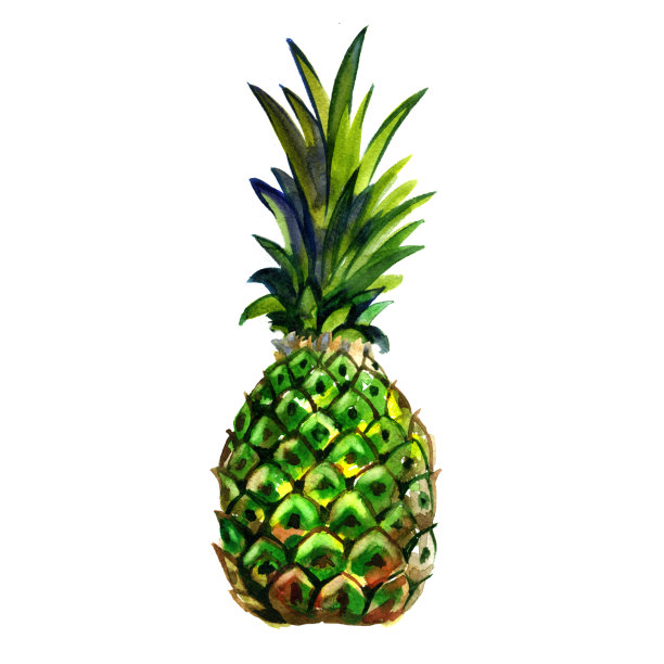 水彩画夏天绿色菠萝在白色的背景。图片下载