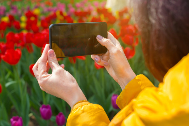 一名女子用手机拍摄了一片明亮美丽的郁金香图片下载