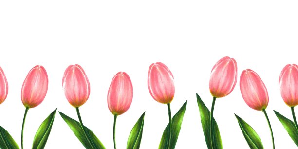 从粉色郁金香无缝边界，手绘标记插图水彩技术图片下载