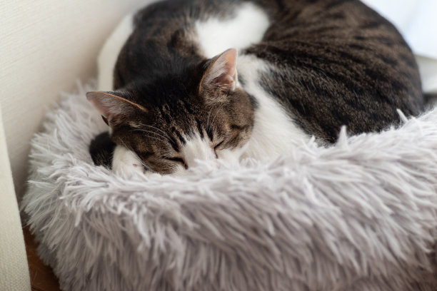 睡觉的猫图片下载