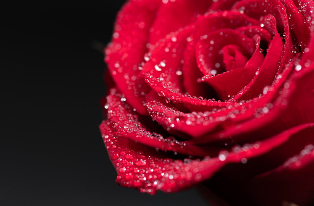 湿红玫瑰图片下载