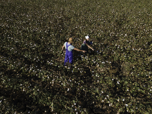 日落时棉田的农民，鸟瞰图。图片下载