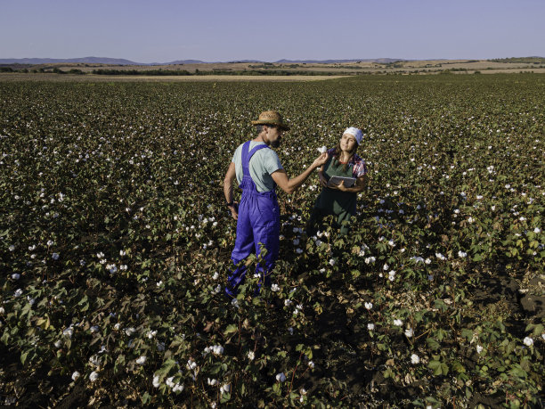 日落时棉田的农民，鸟瞰图。图片下载