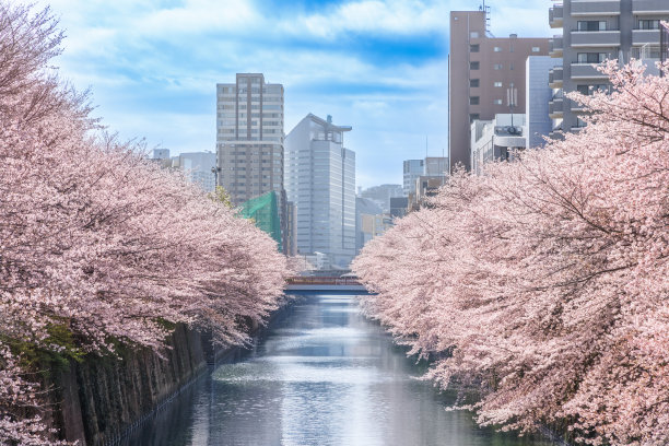 梅黑江边樱花盛开图片下载