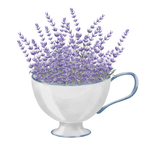 薰衣草花束装在瓷杯里。手绘水彩紫色省花在复古陶瓷杯白色孤立的背景。为贺卡或请柬画花图片下载