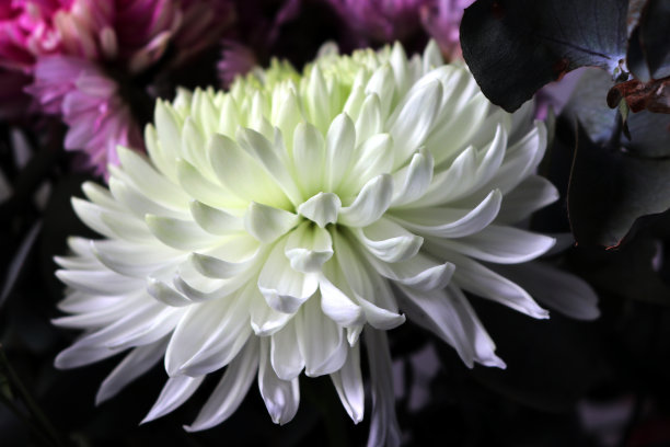 花店的雏菊(白色)(菊花× morifolium)特写:(摄影:Sanjiv Shukla)图片下载