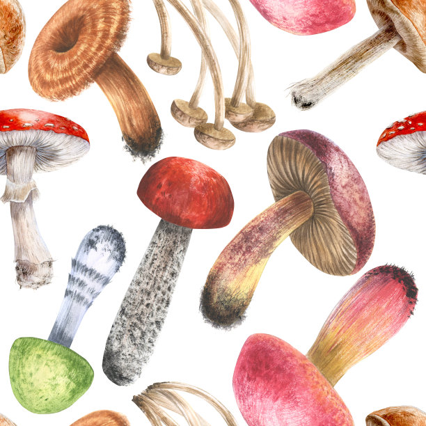蘑菇无缝图案水彩插图。手绘孤立在白色背景。图片下载