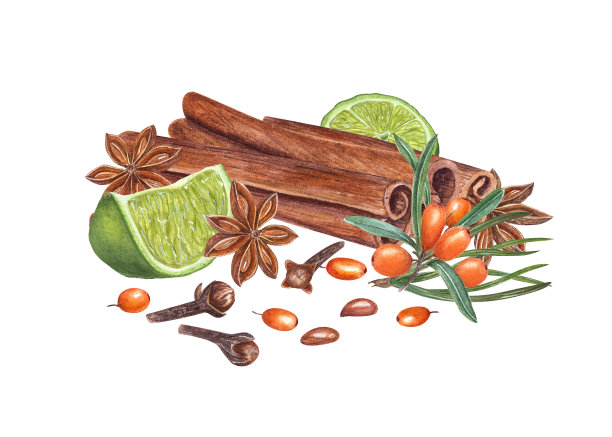 沙棘，肉桂，线片，松针，丁香，八角在白色背景孤立。水彩植物插图用于卡片设计，包装设计，标签图片下载