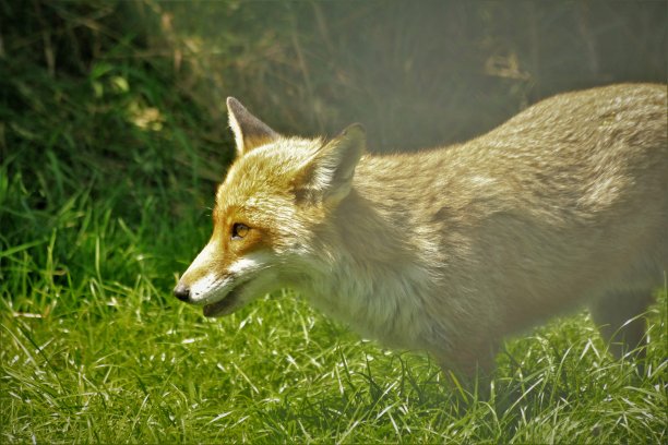 顽皮的狐狸在阳光下玩耍图片下载