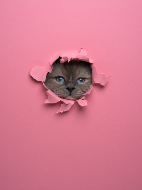 一只好奇的猫正透过亮粉色墙上的破纸洞往外偷看。图片下载