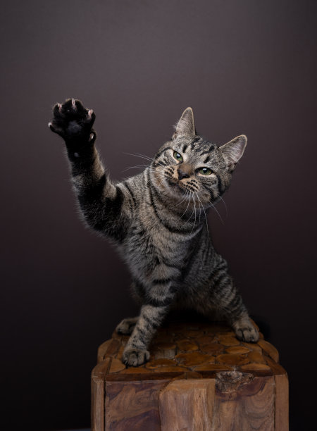 猫用伸出的爪子玩举起爪子的游戏图片下载