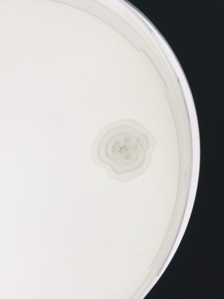 菌落在培养基上生长图片下载