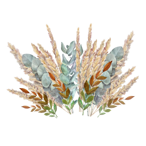 水彩波西米亚花束干花孤立在白色的背景。手绘米色小穗和桉树。自然剪贴画婚礼庆典邀请。用于墙纸包装或纺织品图片下载