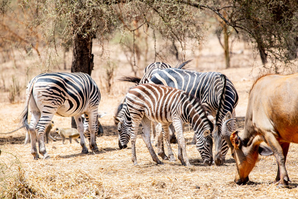 塞内加尔班迪亚保护区的斑马图片下载